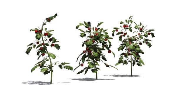 Plantes de tomates dans le vent 