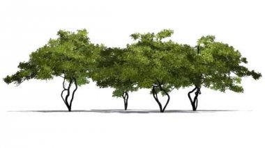 Limon ağaçları güçlü Rüzgar