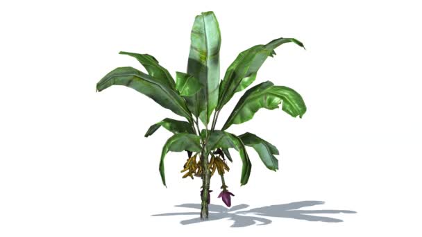 Planta de plátano en el viento — Vídeo de stock