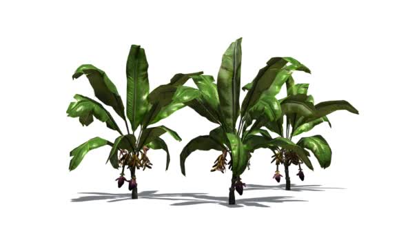 Plantes de bananes dans la brise légère 