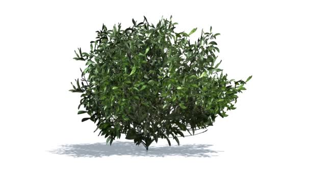 Azalée verte dans le vent 
