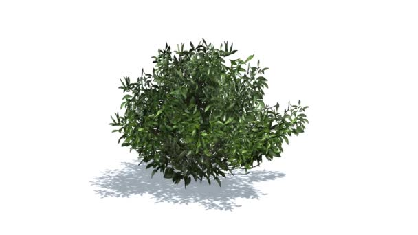Azalea verde nel vento — Video Stock