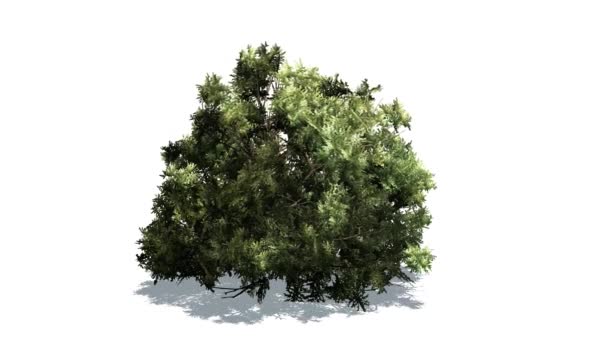 Green Buxus op gemiddelde wind — Stockvideo