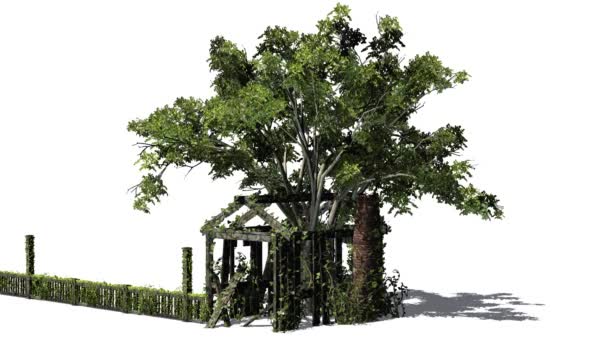 Drzewo w starej szopie — Wideo stockowe
