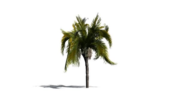 Queen Palm en viento ligero — Vídeo de stock