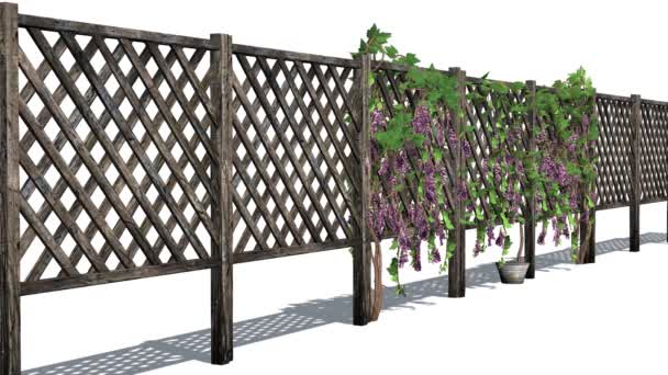 Забор с виноградными шипами — стоковое видео