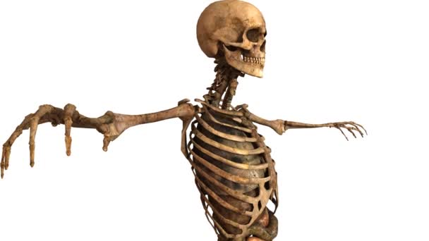 Human skeleton with detailed anatomy organs - tracking shot — Stock Footage Human skeleton with detailed anatomy organs - tracking shot Stock Video