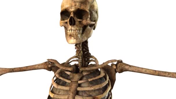 Human skeleton with detailed anatomy organs - tracking shot — Stock Footage Human skeleton with detailed anatomy organs - tracking shot Royalty Free Stock Video