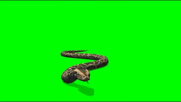 Python Crawling On Green Background Video By C Bestgreenscreen Stock Footage