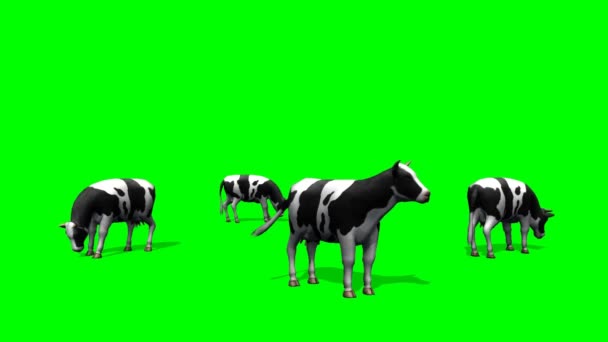 Cows graze in the pasture - green screen — Stock Footage Cows graze in the pasture - green screen Stock Video