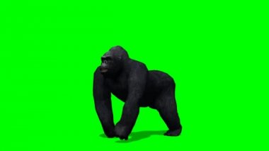 green gorilla cbd oil reviews