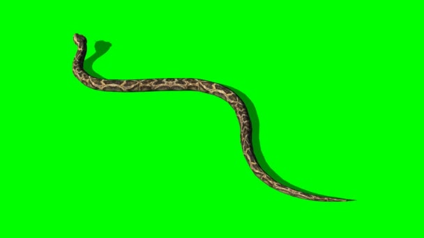 snake crawl snake crawl