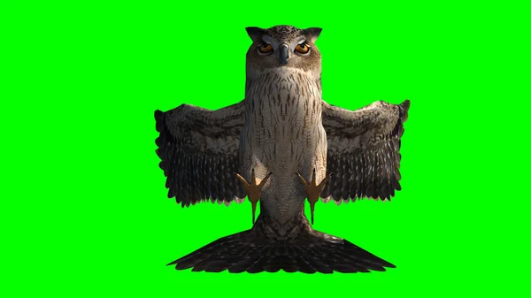 Fotos De Hibou De Nouvelle Zelande De Stock Hibou De Nouvelle Zelande Imagenes Libres De Derechos Depositphotos