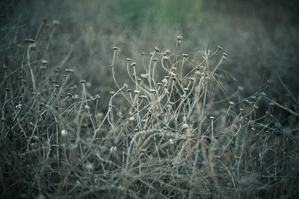 Yaz kuru ot. Kıbrıs'taki kuru ot.