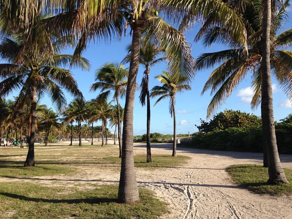 Sahilde palmiye ağaçları.