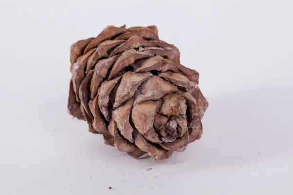 Pine cone on a white background isolated Stock Photo