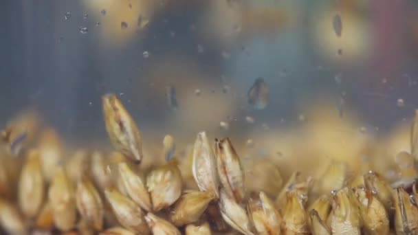在水里漂浮麦芽、 酿造、 水、 啤酒酿造啤酒大麦谷物麦芽, — 图库视频影像