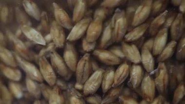 arpa buğday malt suda yüzen malt, bira, su, bira bira için,