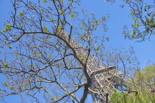 Eiffel Tower behind the tree with kidneys — Stock Photo, Image