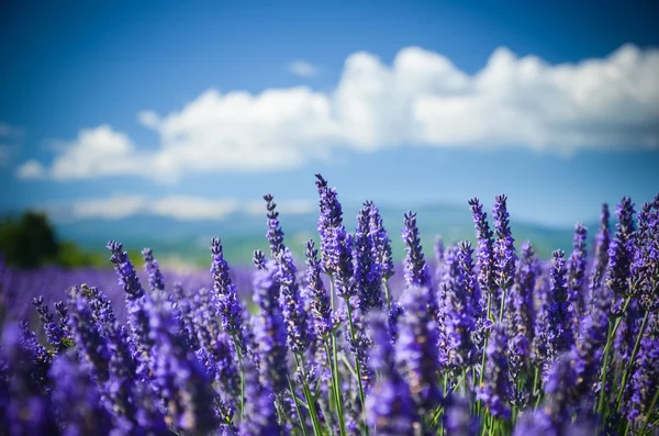 Lavanta bir arka plan Dağları Provence, Fransa'nın sahada