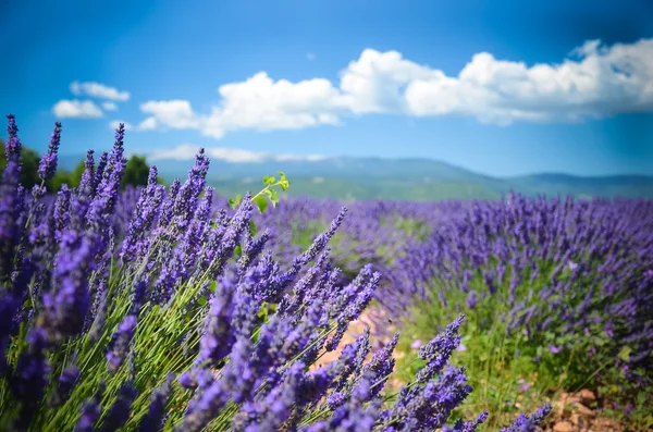 Lavender field on a background of mountains in Provence, France