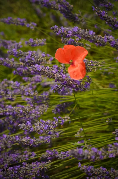 Lavender field and single poppy flower in Provence, France — Stock Photo, Image