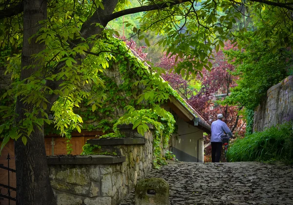 Ivy-covered house, tree and man with bicycle — Stock Photo, Image