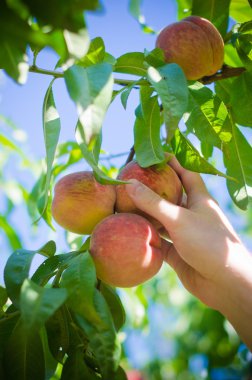 Şeftali bahçesinde hasat