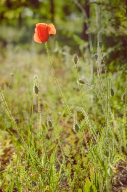 güneş ışığı altında haşhaş çiçek