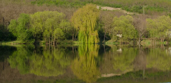 Spiegelung der Bäume im See — Stockfoto