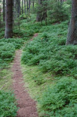 Yaban mersini çalıların iz