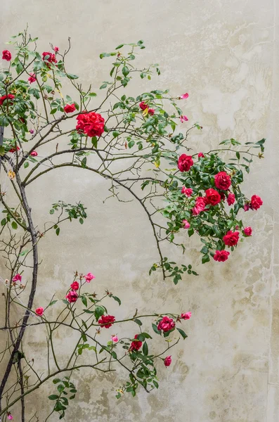 Vermelho arbusto rosas na parede de fundo — Fotografia de Stock