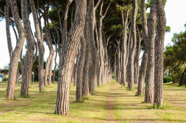 Çam ağacı gövdeleri, Pineto görünümünü