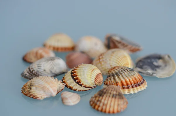 Seashells em um fundo de vidro azul — Fotografia de Stock