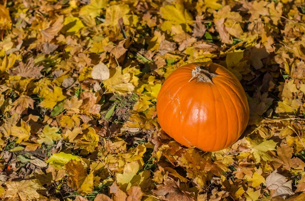 Orange pumpkin in autumn park — Stock Photo, Image