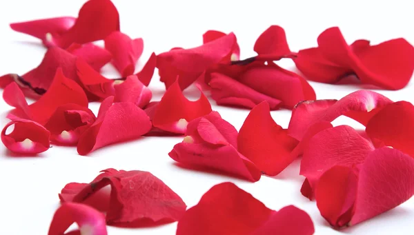 Rose petals isolated on white background — Stock Photo, Image