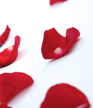 Beyaz arkaplanda gül yaprakları izole