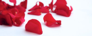 Beyaz arkaplanda gül yaprakları izole