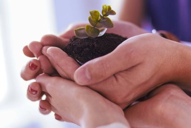 Bir grup iş adamı taze bir filizi tutuyor. Büyüyen ve yeşil ticaretin sembolü