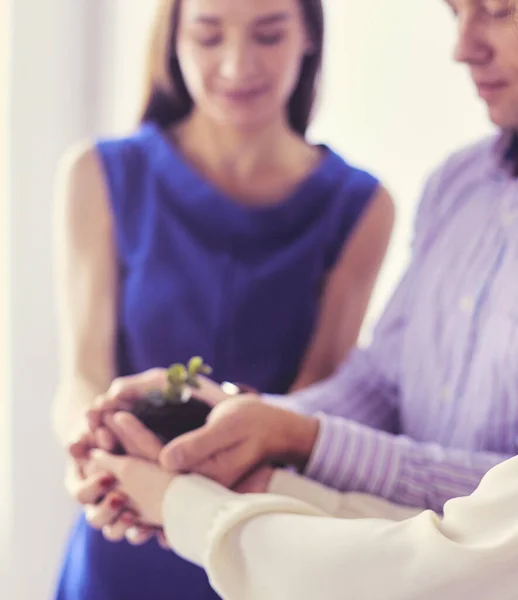 Business team che tiene insieme un nuovo germoglio verde primo piano — Foto Stock