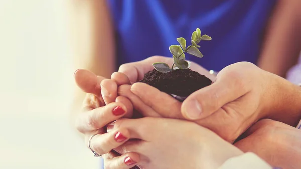 Grupo de manos de negocios sosteniendo un brote joven y fresco. Símbolo de negocio creciente y verde — Foto de Stock