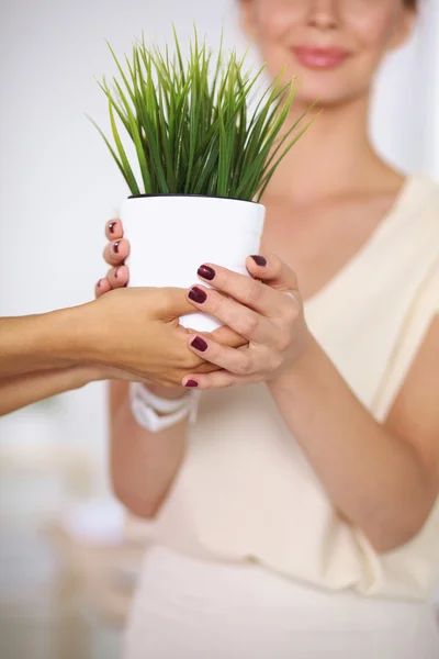 Primo piano di imprenditori mano che tiene l'erba insieme — Foto Stock