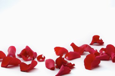 beyaz zemin üzerine gül yaprakları kapatmak