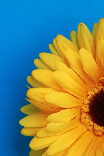 Beautiful daisy gerbera flower isolated on blue background — Stock Photo, Image