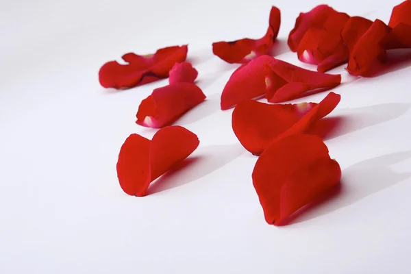 Close up of rose petals on white background Royalty Free Stock Images