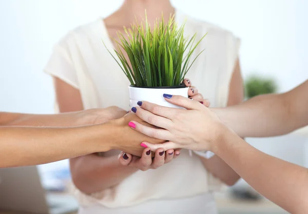 Mulher bonita que prende o potenciômetro com uma planta, estando — Fotografia de Stock