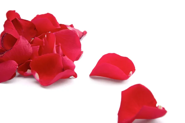 Close up of rose petals on white background — Stock Photo, Image