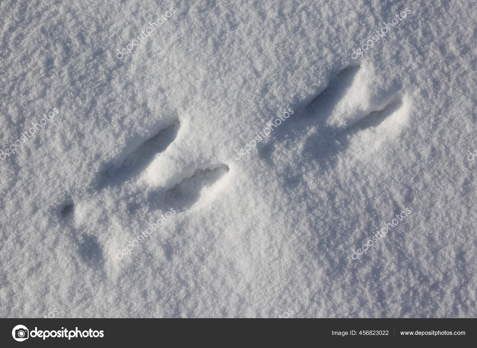 雪地里有麋鹿的踪迹野生动物在新雪上的脚印 图库照片 C Search Wisdom