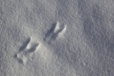 Moose tracks in the snow. Wild animals footprints on fresh snow in winter time. clipart