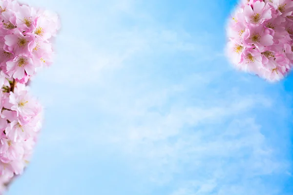 Hintergrund mit schönen rosafarbenen Kirschblüten oder Sakura-Blumen am blauen bewölkten Himmel — Stockfoto